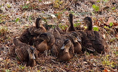 [The seven ducklings are wing to wing as they huddle together in the brown grass (blend in quite well!). At least one has its eyes closed.]